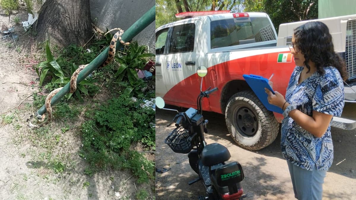 Familia encuentra una víbora al interior de su casa en León, Guanajuato