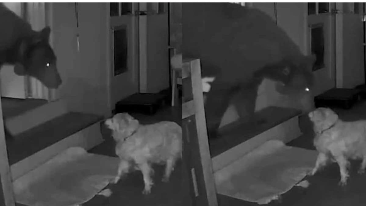 Video: Oso ingresa a una casa en busca de comida y perrito lo confronta en Estados Unidos