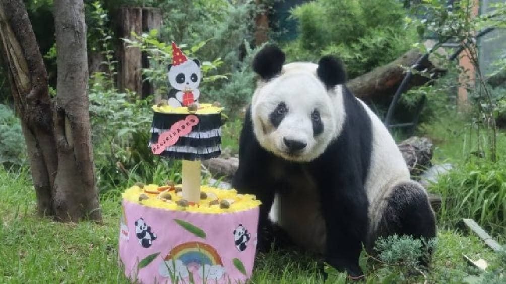Cumple 35 años la única panda gigante que hay en México y Latinoamérica