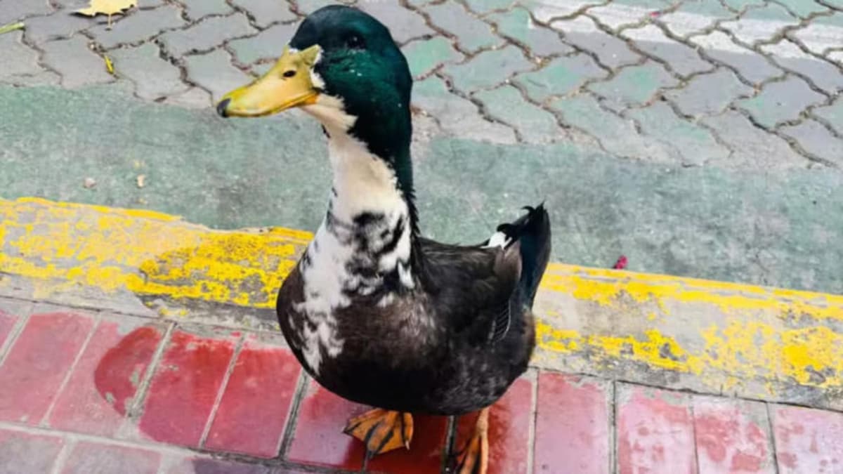 Hombre denuncia a un pato por picotear a su perro en Argentina; el ave ya tiene abogado