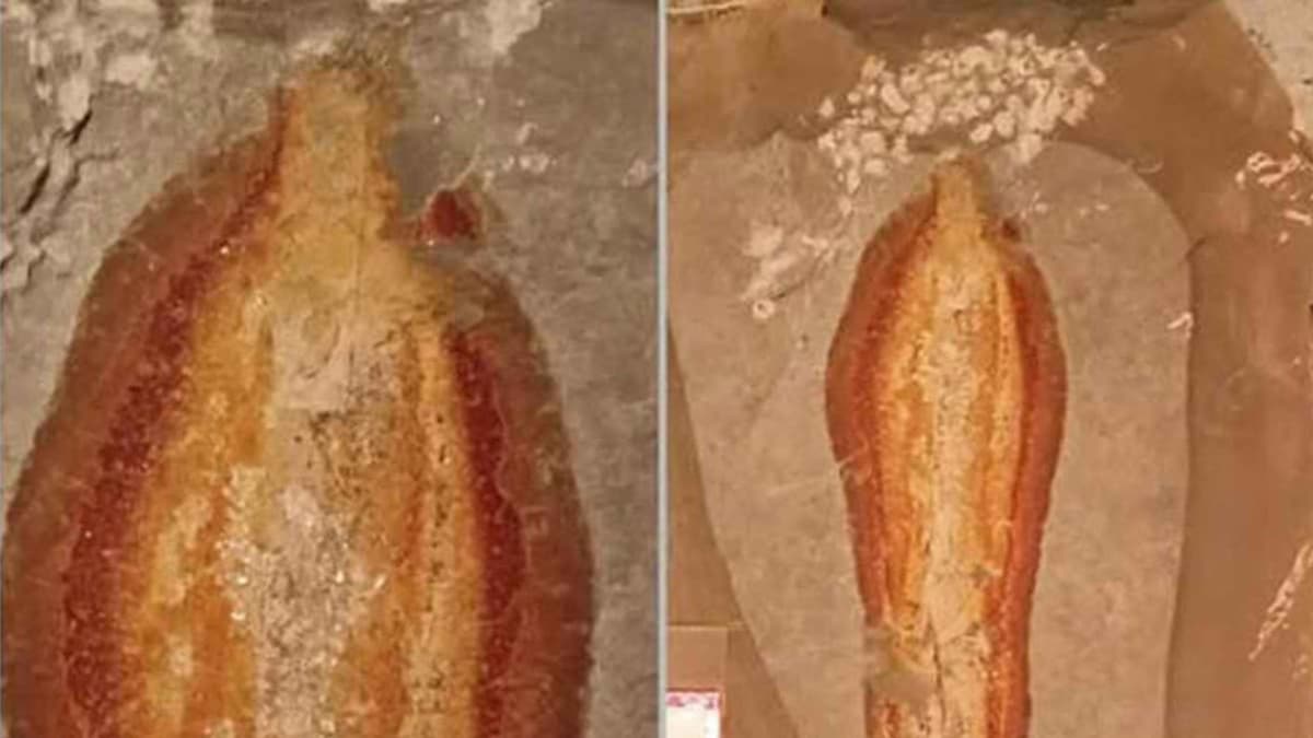 Hallan piedra con silueta de la Virgen de Guadalupe y le ponen su altar en Chiapas