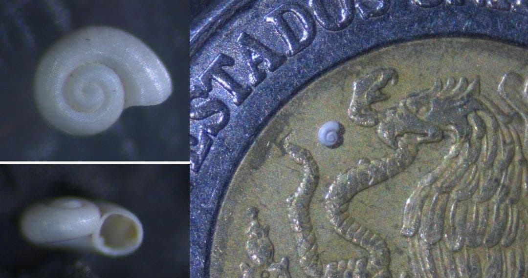 Descubren a caracol tan pequeño que cabe entre granos de arena en Coahuila