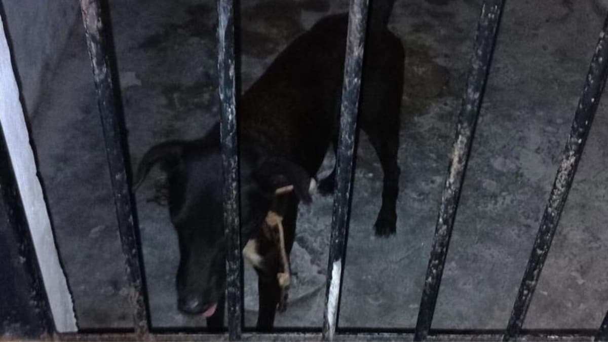 Perrito es "encarcelado" tras morder a tres personas en Yucatán