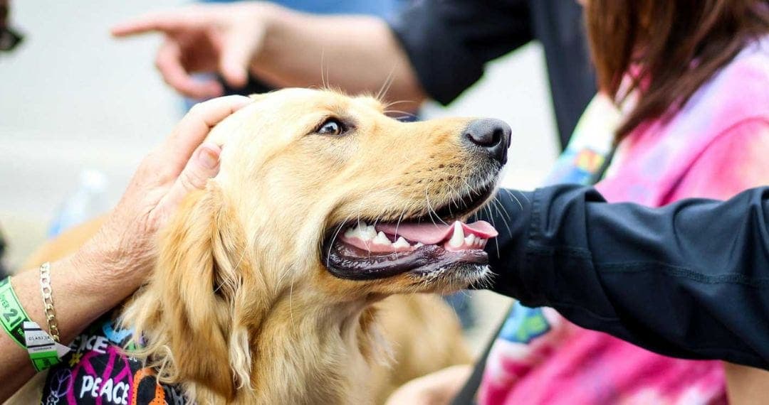 Aprueban custodia compartida de mascotas en divorcios en CDMX