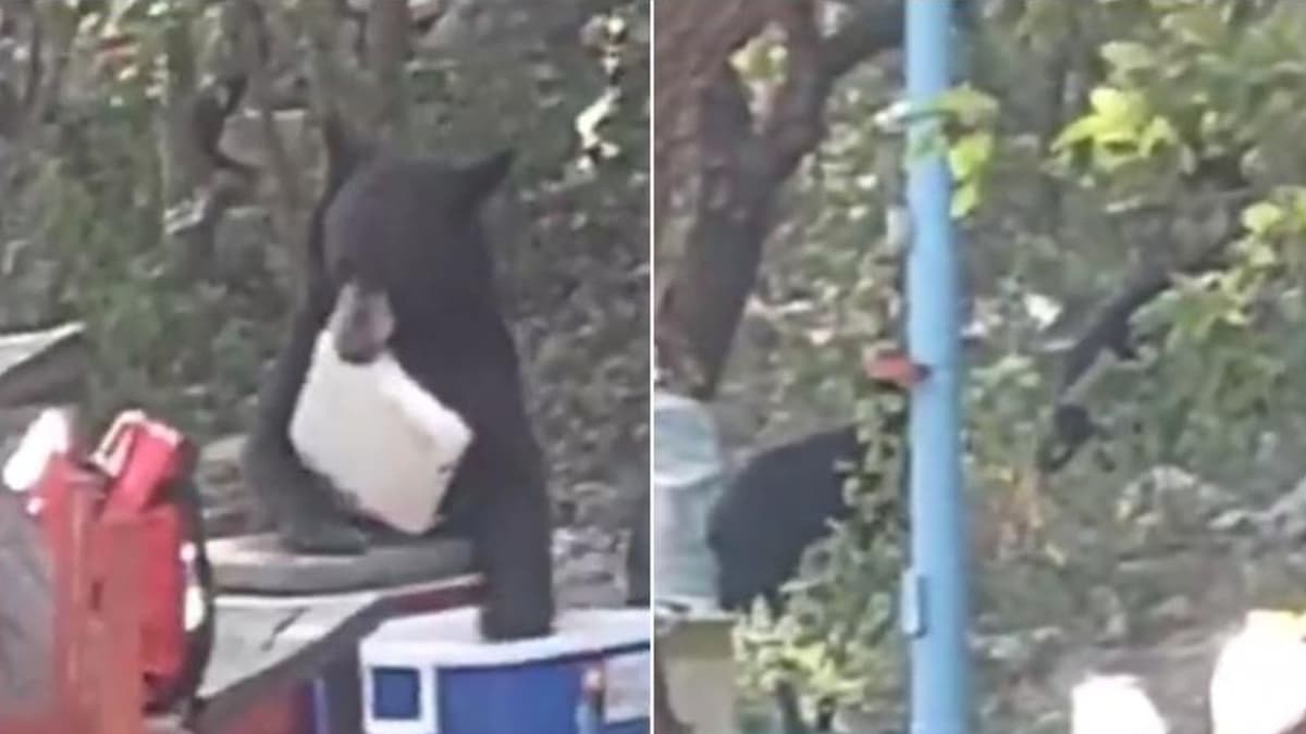 Video: Oso abre hielera y se roba la carne de una familia en Nuevo León