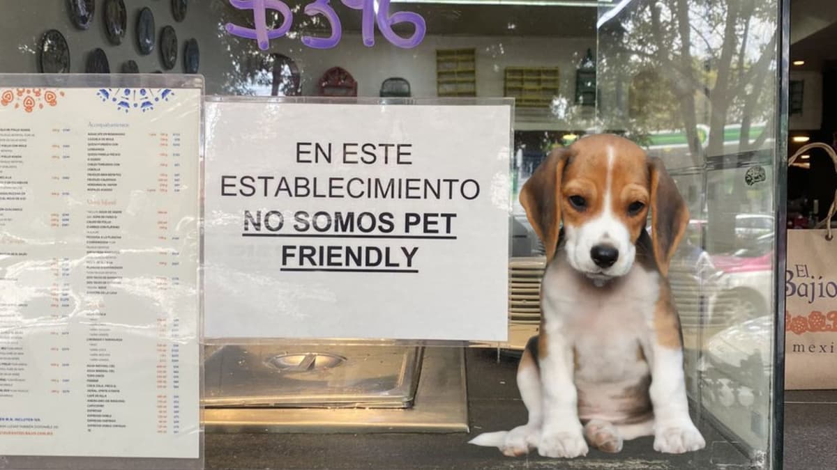 Restaurante en CDMX se declara anti pet friendly