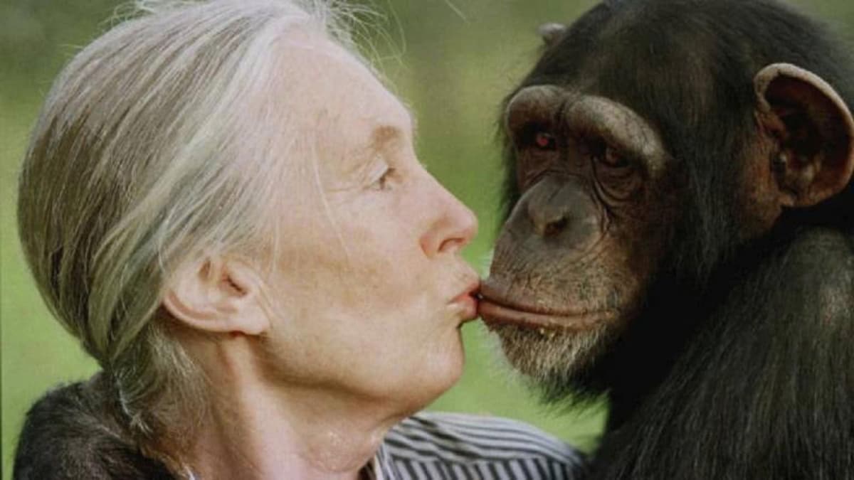 Muere Jane Goodall, pionera en el estudio de los chimpancés a los 71 años