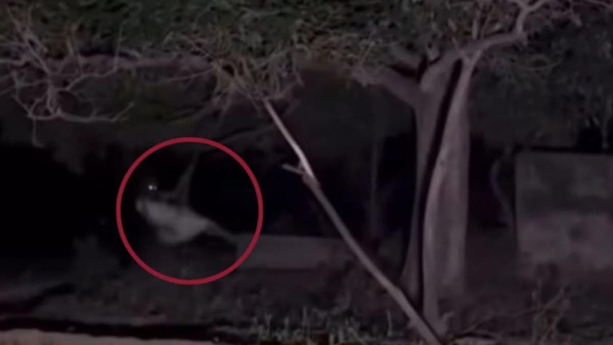 Video: Captan a supuesta bruja columpiándose sobre un árbol en México