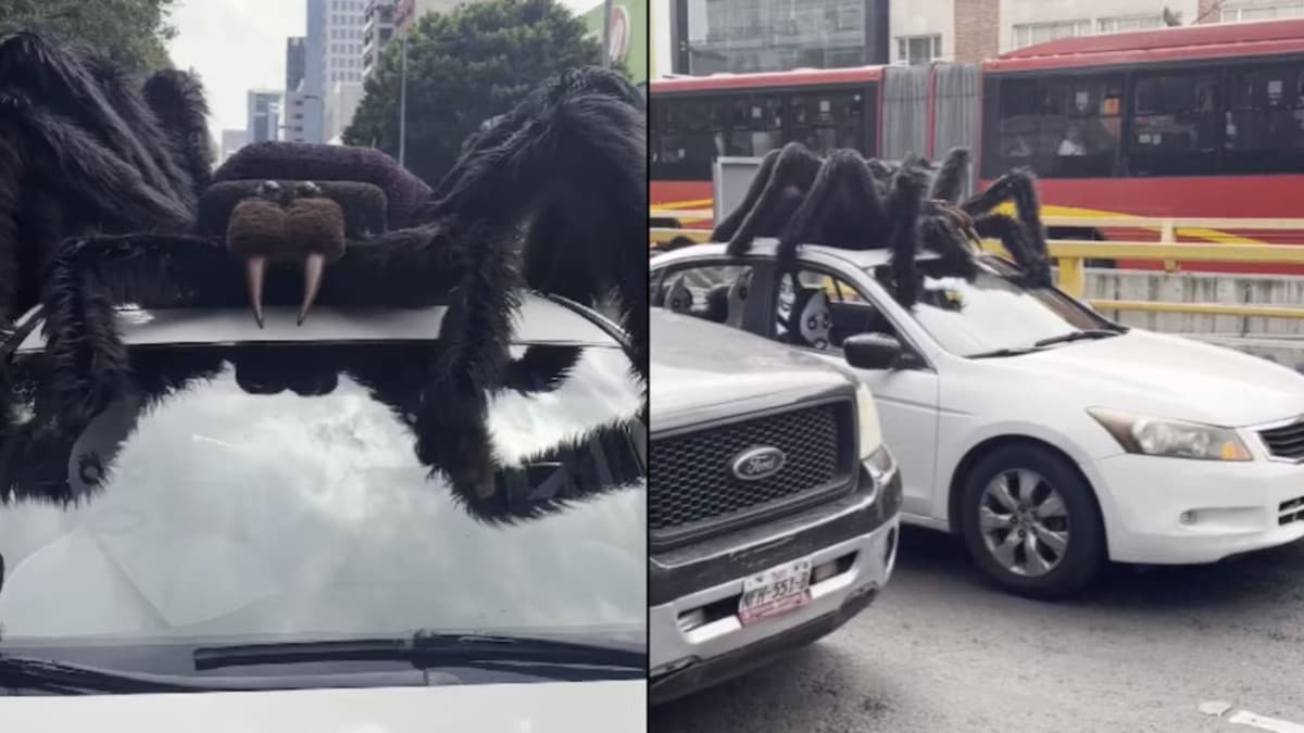 Video: Hombre adorna su auto con araña bailarina para celebrar el Día de Muertos en CDMX