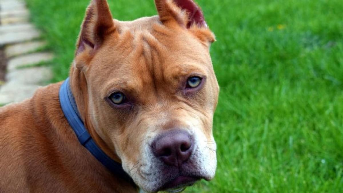 Pitbull mata a niña de dos años que fue dejada sola por sus padres en Oklahoma, Estados Unidos