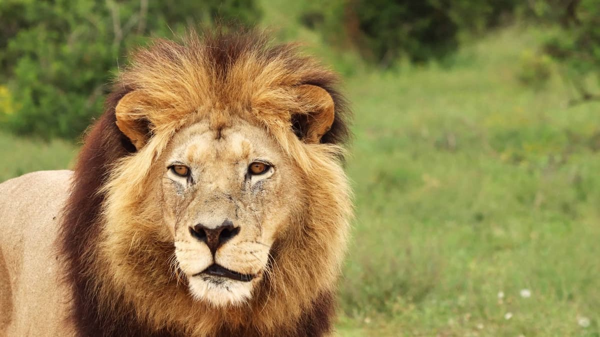 Rescatan a león que estaba amarrado a un árbol en Ixtlán del Río, Nayarit