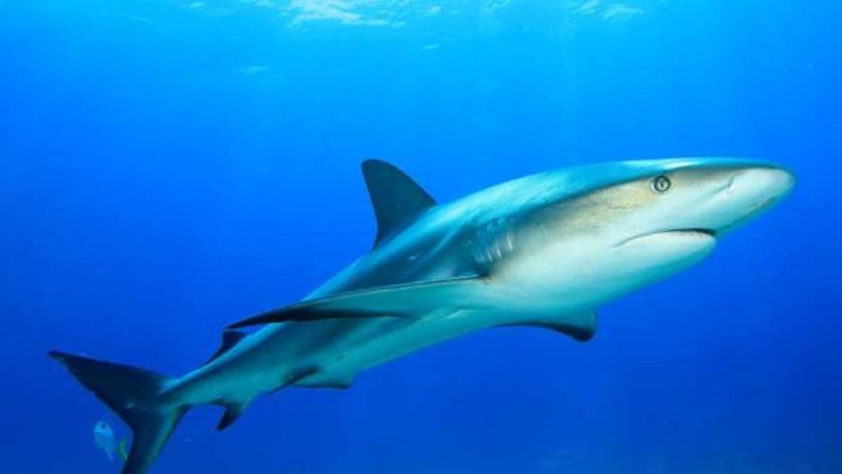 Turista de Estados Unidos pierde la vida tras presunto ataque de tiburón en Guerrero