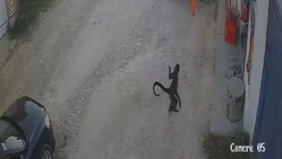 Video: Mono araña entra a una tienda y le desgarra el brazo a una mujer en Comitán, Chiapas