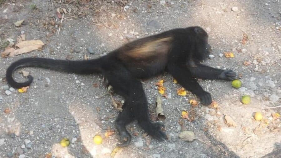 Muere mono saraguato debido al gusano barrenador en Chiapas