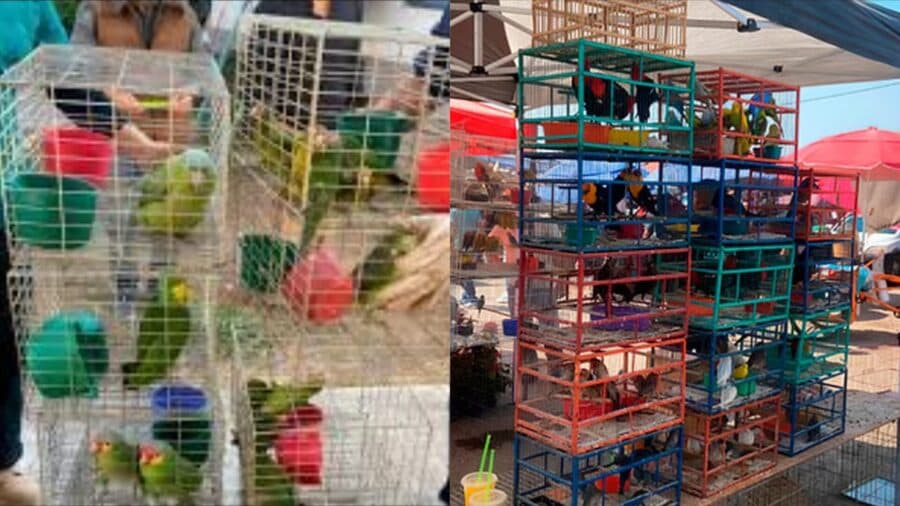 Aseguran más de 100 aves silvestres por tráfico ilegal en tianguis de Morelos