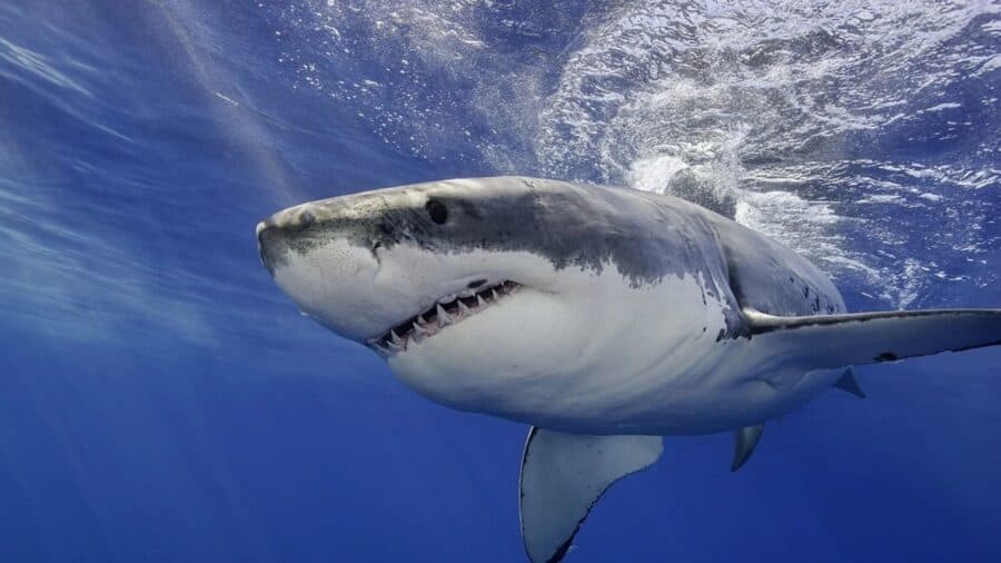 Muere niño de 12 años tras ser atacado por un tiburón en Australia