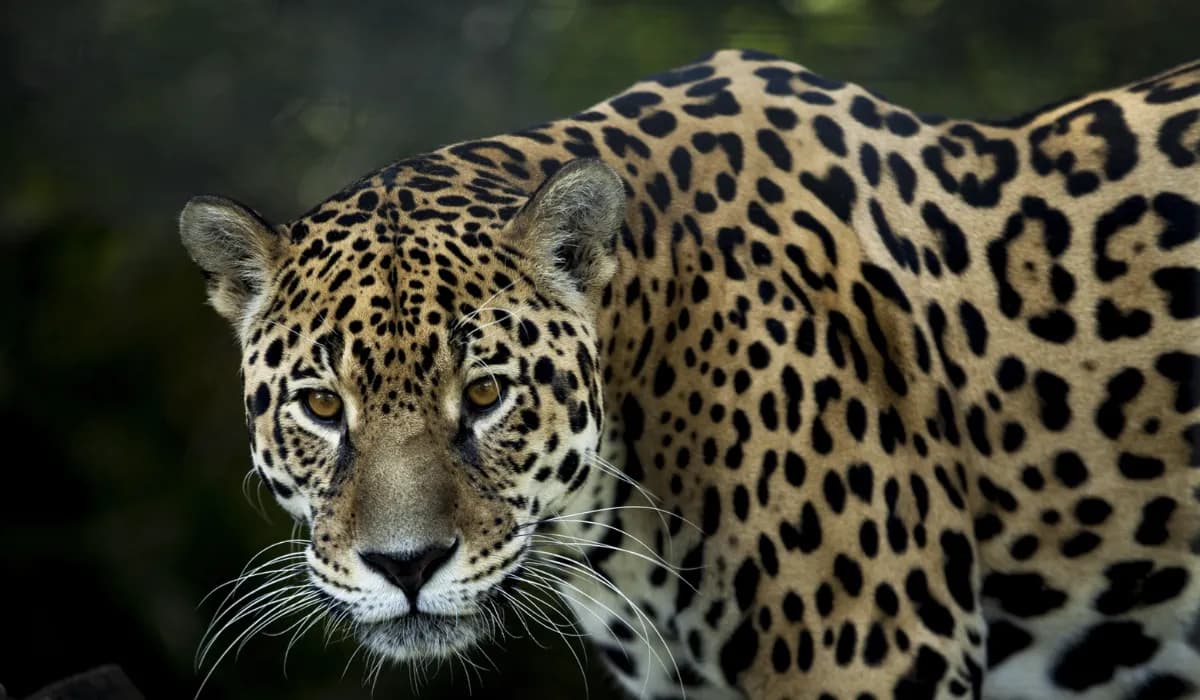 Captan por primera vez un jaguar en la Reserva de la Biosfera Sierra Gorda de Guanajuato