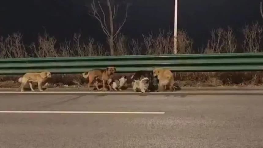 Video: Perros escapan de traficante y recorren 17 kilómetros para volver a casa en China