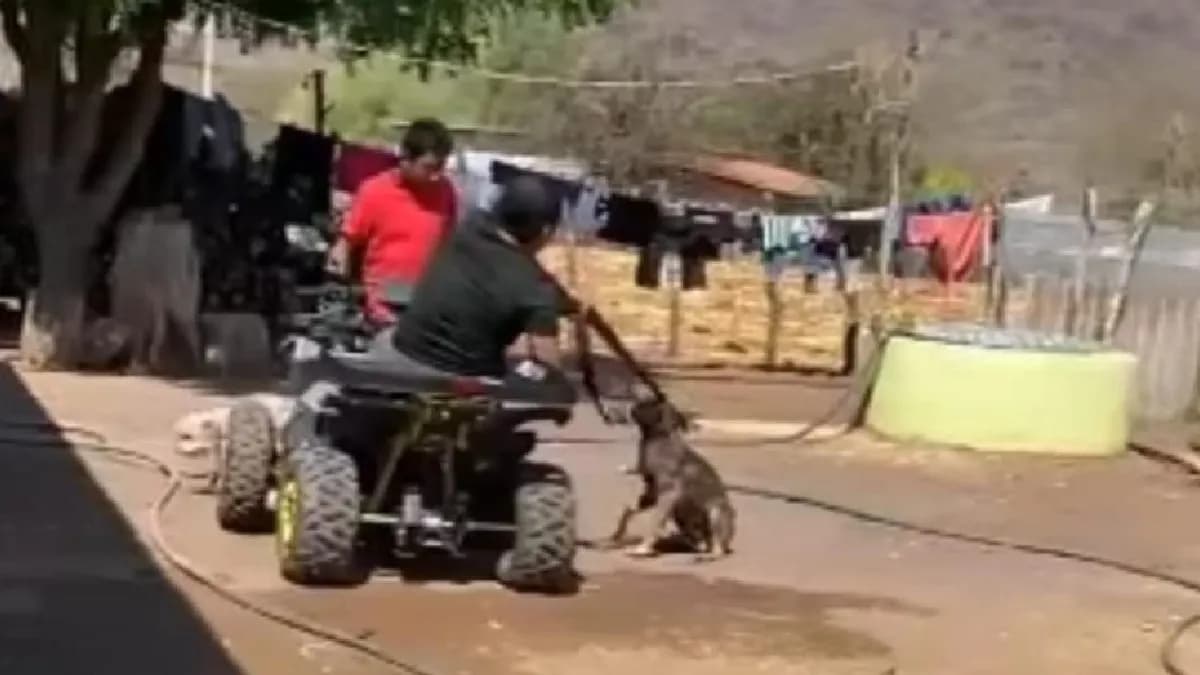Video: Sujeto mata a balazos a un perrito en Guerrero