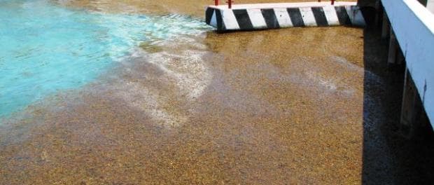 NUEVA OLEADA DE SARGAZO EN COZUMEL