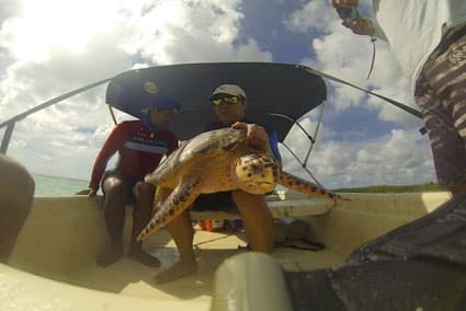 Plan de Conanp para proteger tortugas