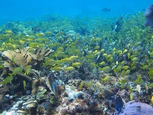 Programa de Manejo de Parque Nacional protegerá al Caribe Mexicano