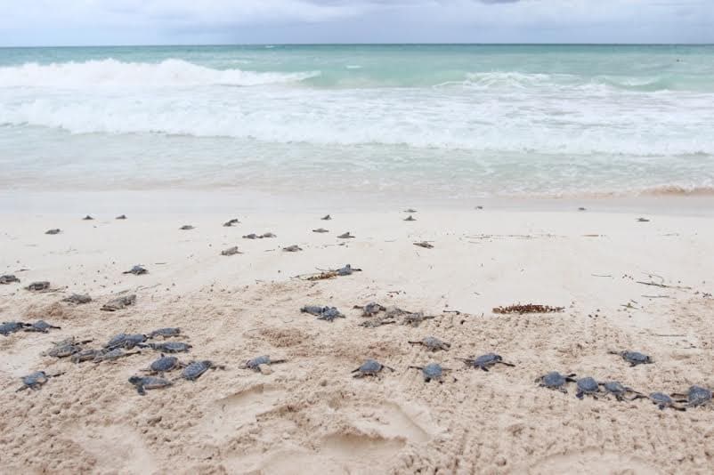 Más de 73 mil crías de tortuga marina se han liberado en Solidaridad