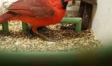 DETIENEN PROFEPA Y PGR A ESPAÑOL QUE TRAFICABA 168 AVES