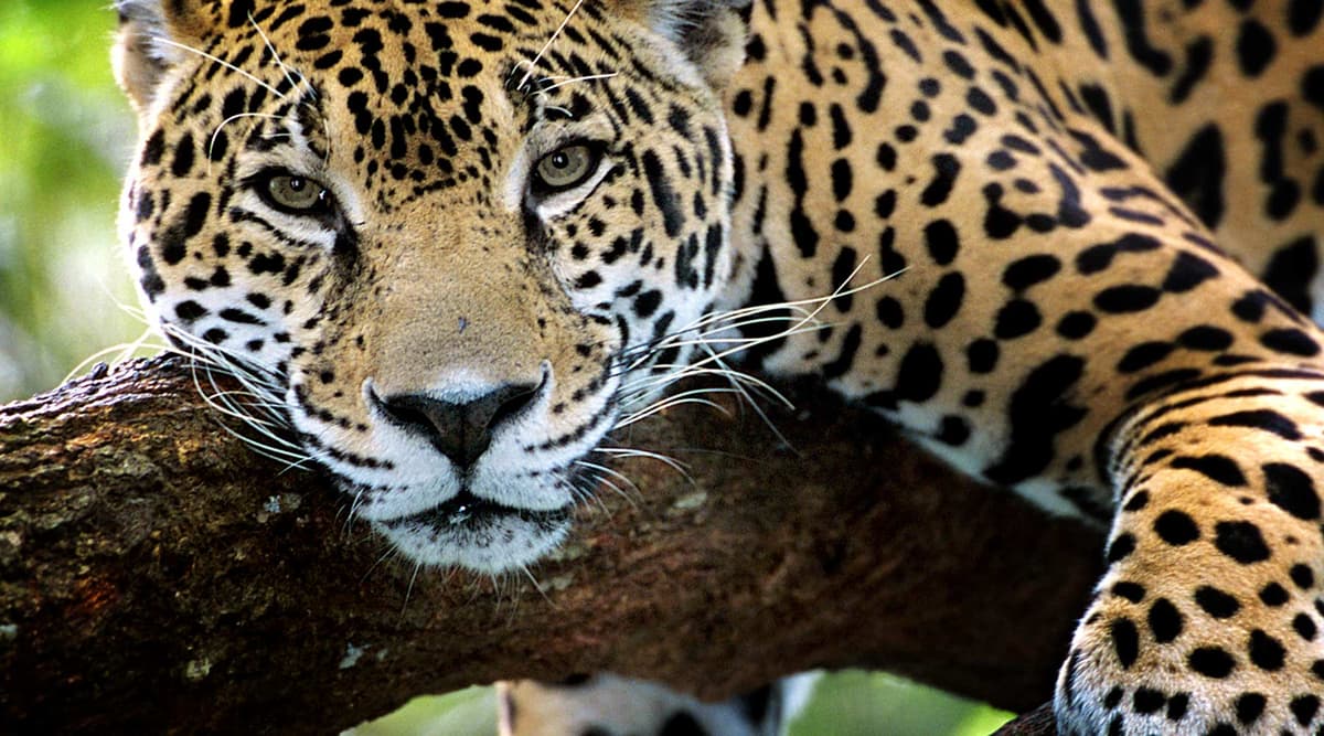 INVESTIGA PROFEPA PRESUNTA CAZA DE UN JAGUAR EN EL POBLADO DE XIULUB, YUCATÁN