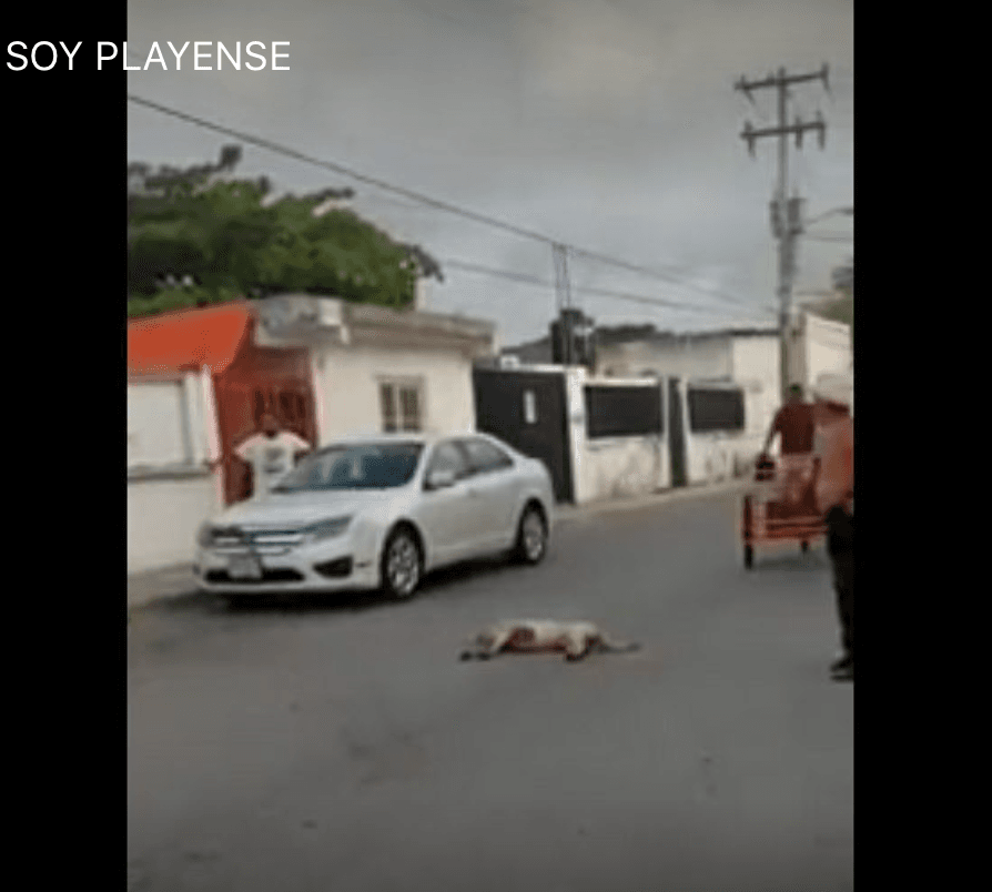 VIDEO: Sujeto arponea a un perro en Playa del Carmen.
