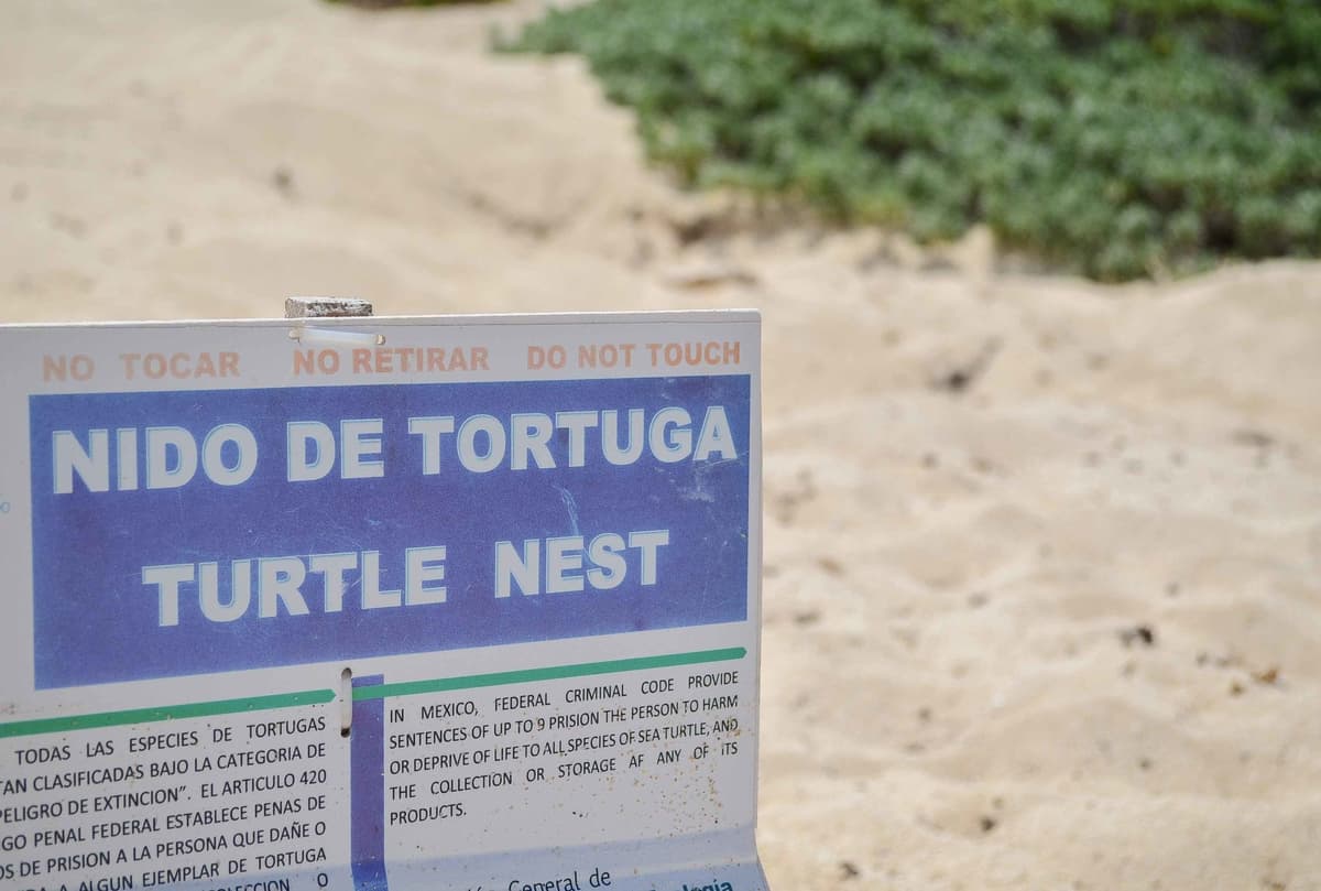 Subcomité de Vigilancia e Inspección de Tortugas Marinas cuida más de 400 nidos