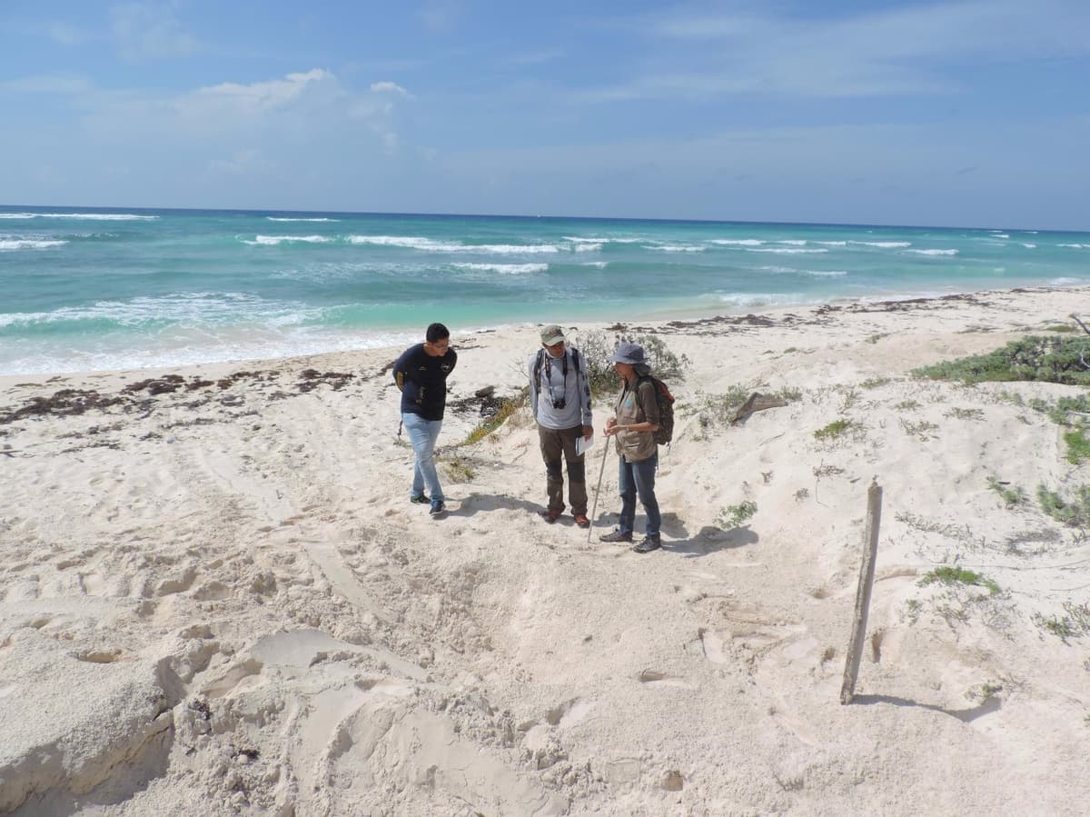 Registran récord en Cozumel por nidos de tortuga marina