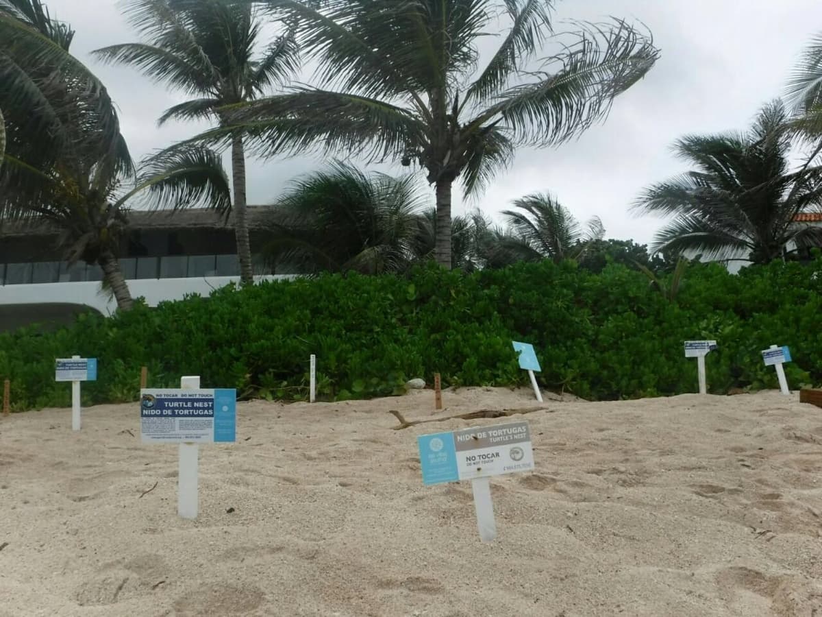 Van 1,114 nidos de tortugas marinas en Akumal en esta temporada.