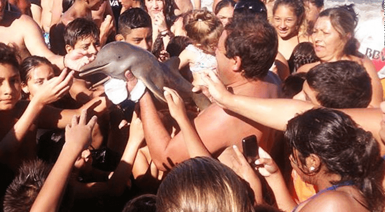 Video. Muere bebé delfín en brazos de turistas