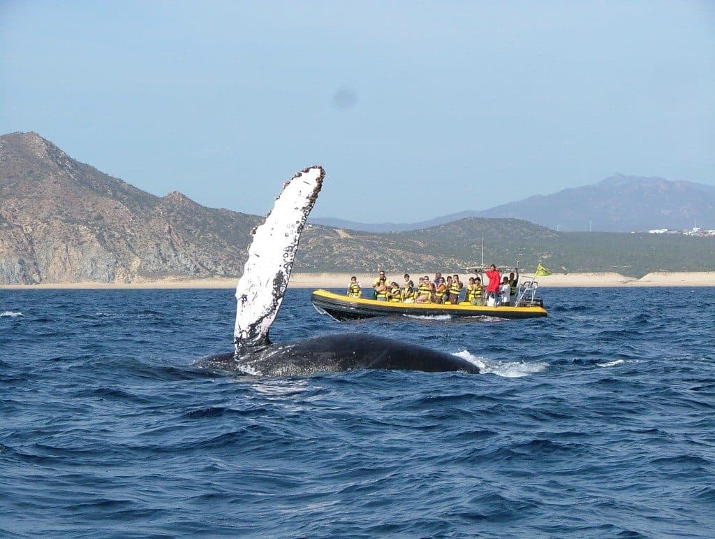 Semarnat anuncia períodos 2017-2018 para llevar a cabo actividades de observación de ballenas