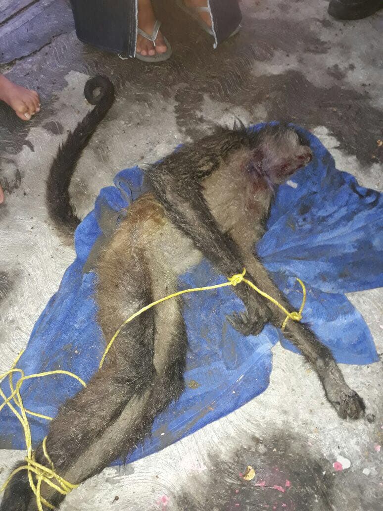 Agoniza mono araña tras ataque de pitbull