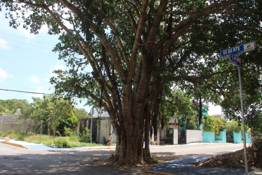 Estos árboles también son playenses y habitan en la ciudad