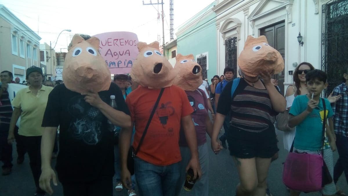 Apoya Seder granjas porcinas en Homún