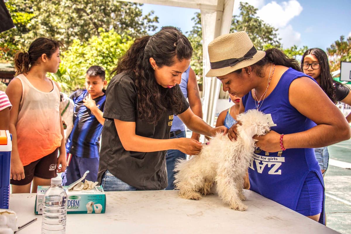 Garantiza Puerto Morelos salud pública y tenencia responsable de mascotas