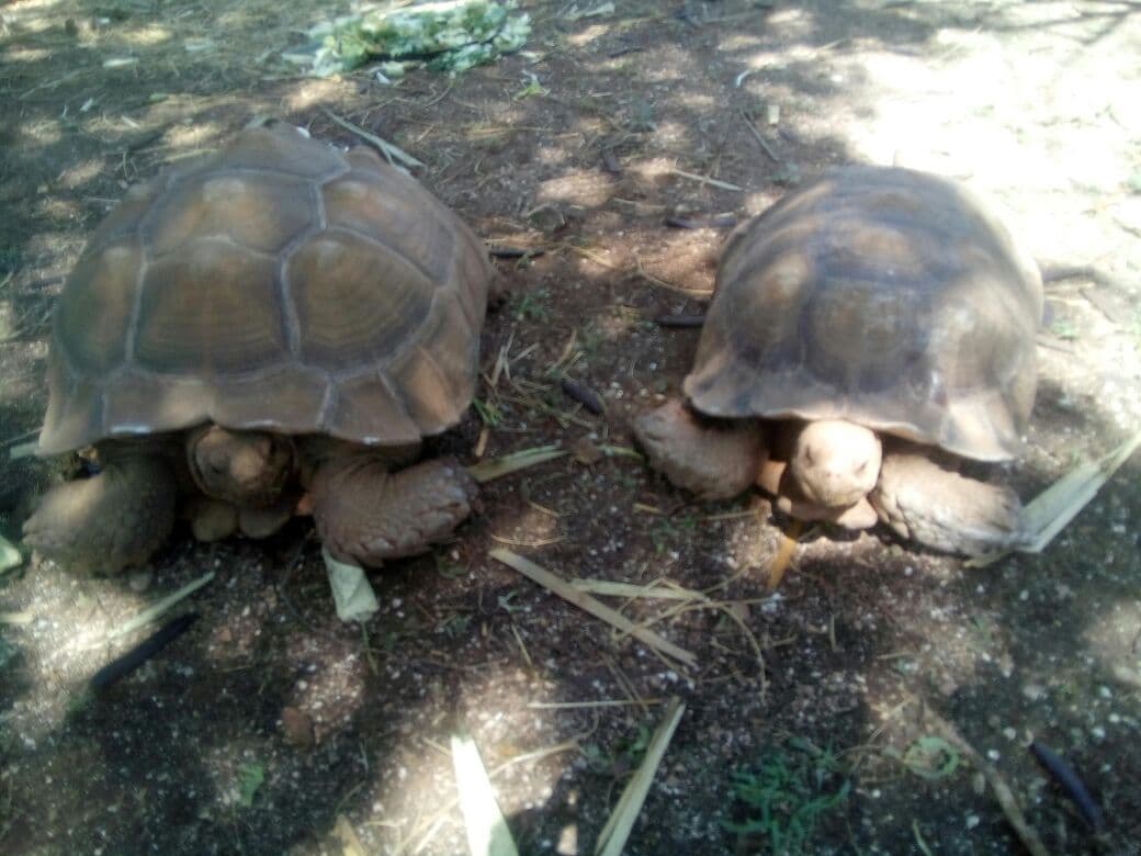 Llegan nuevas especies a Animaya