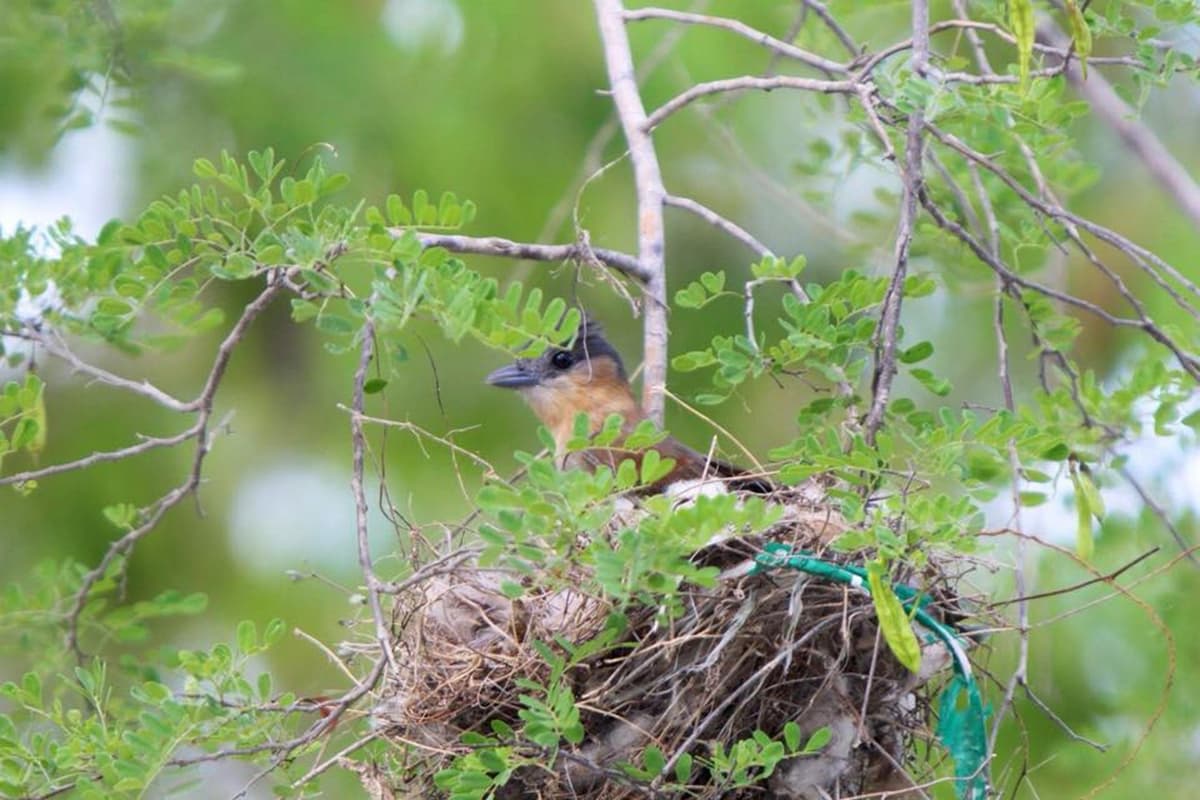 Logran en Cozumel nuevo registro de aves
