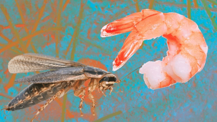 Los camarones son las cucarachas del mar
