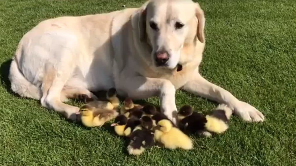 Un labrador adopta a nueve patitos