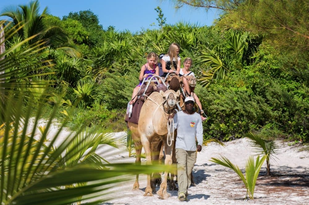 Salte de la rutina y pasea en camello por la Riviera Maya