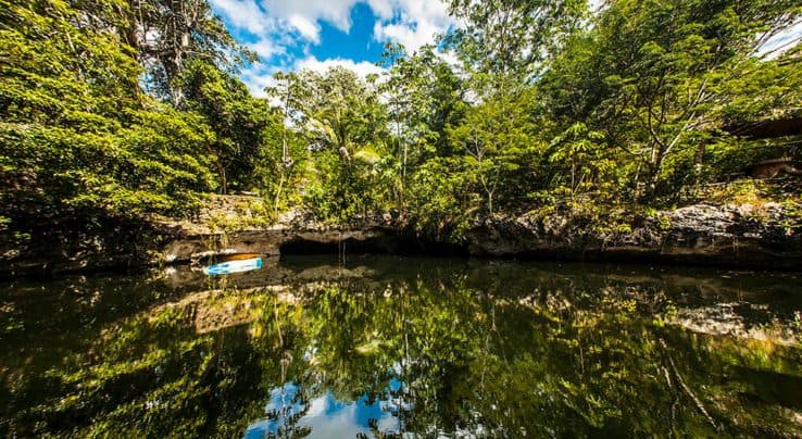 El árbol de la vida que embellece al cenote Popol Vuh