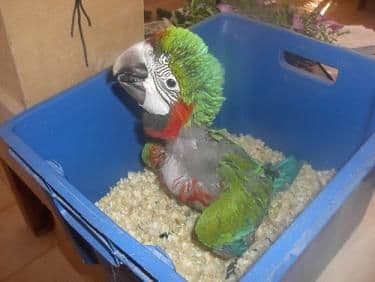 Detienen a vendedor de loros en Yucatán