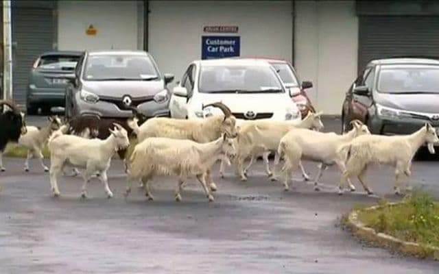 Un grupo de cabras salvajes aterroriza a un pueblo