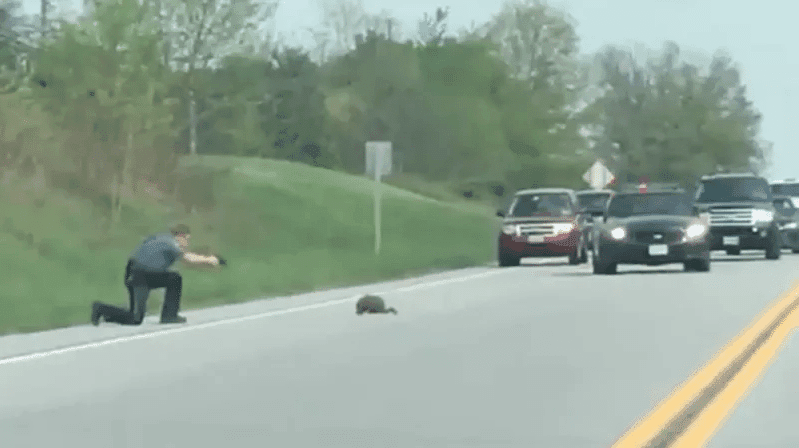 Policía de Estados Unidos mata a marmota en la carretera