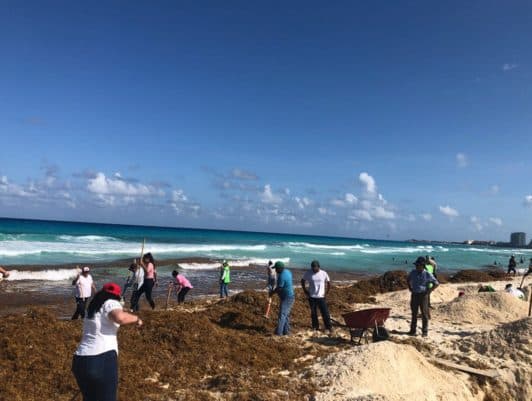 Inusual arribo de sargazo en Playa Delfines