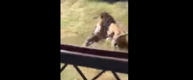 ¡Fuertes imágenes! Un león ataca a un hombre frente a visitantes